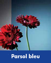 Parsol bleu